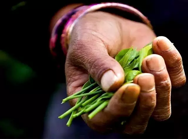 如存茶——光芒普洱茶AG真人国际存钱不(图4)